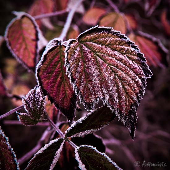 Frosty red