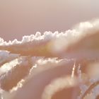 Frosty Rime