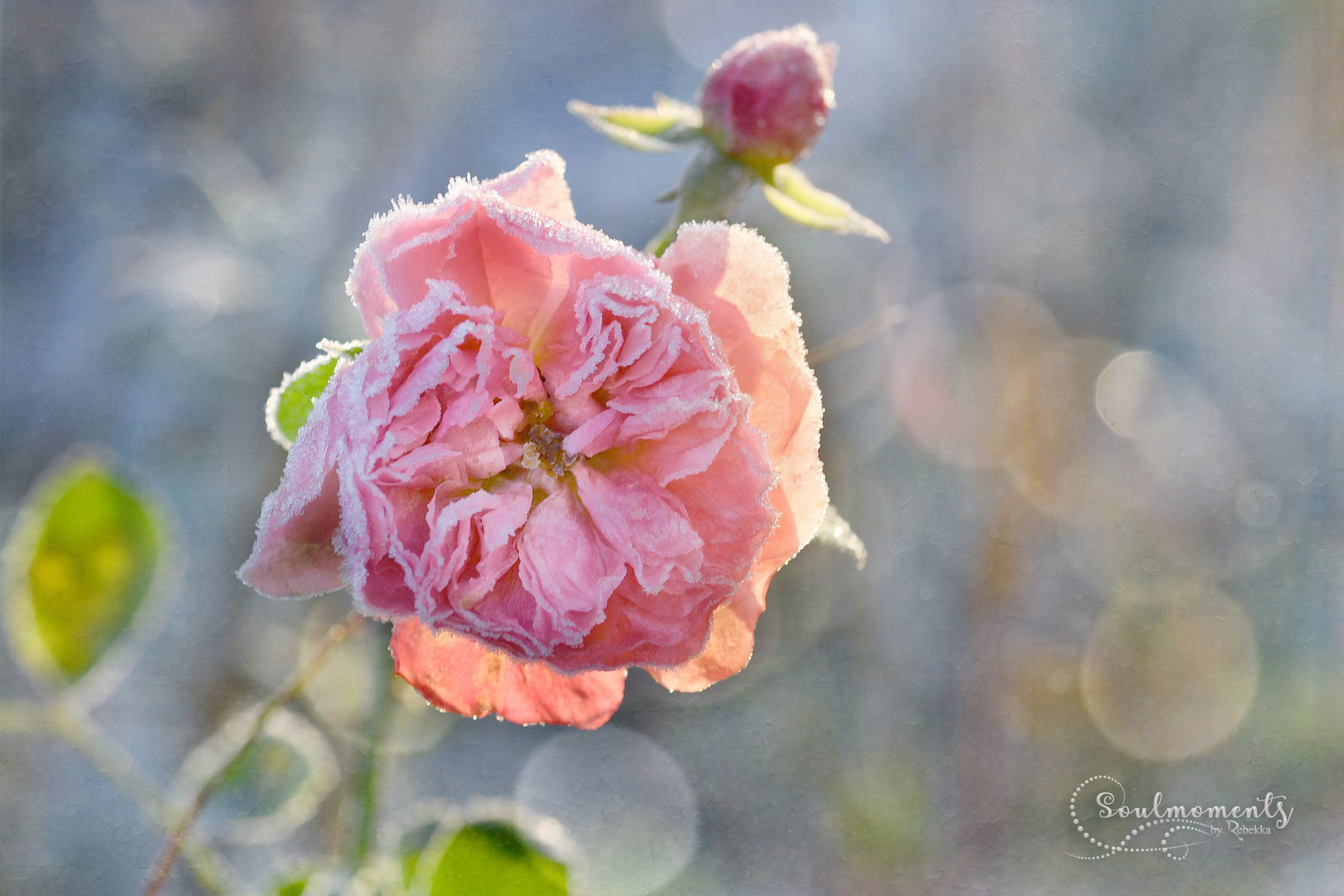 Frosty rose