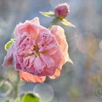 Frosty rose