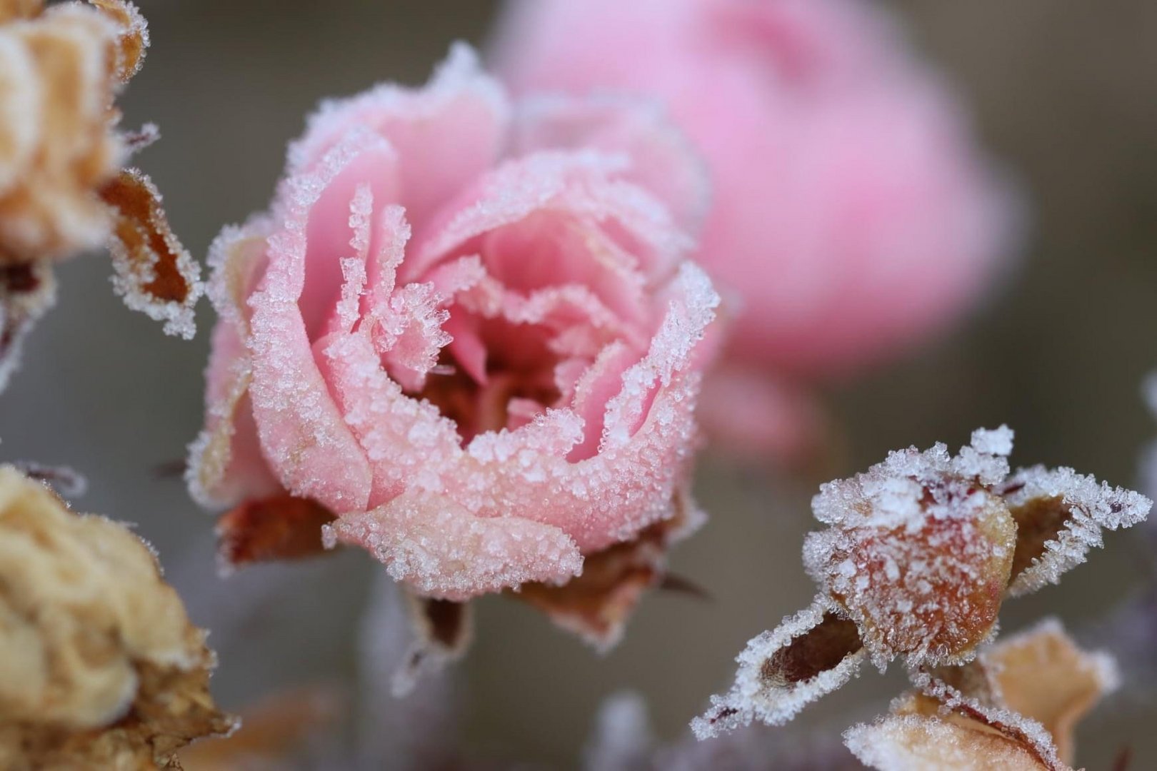 Frosty rose