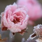 Frosty rose