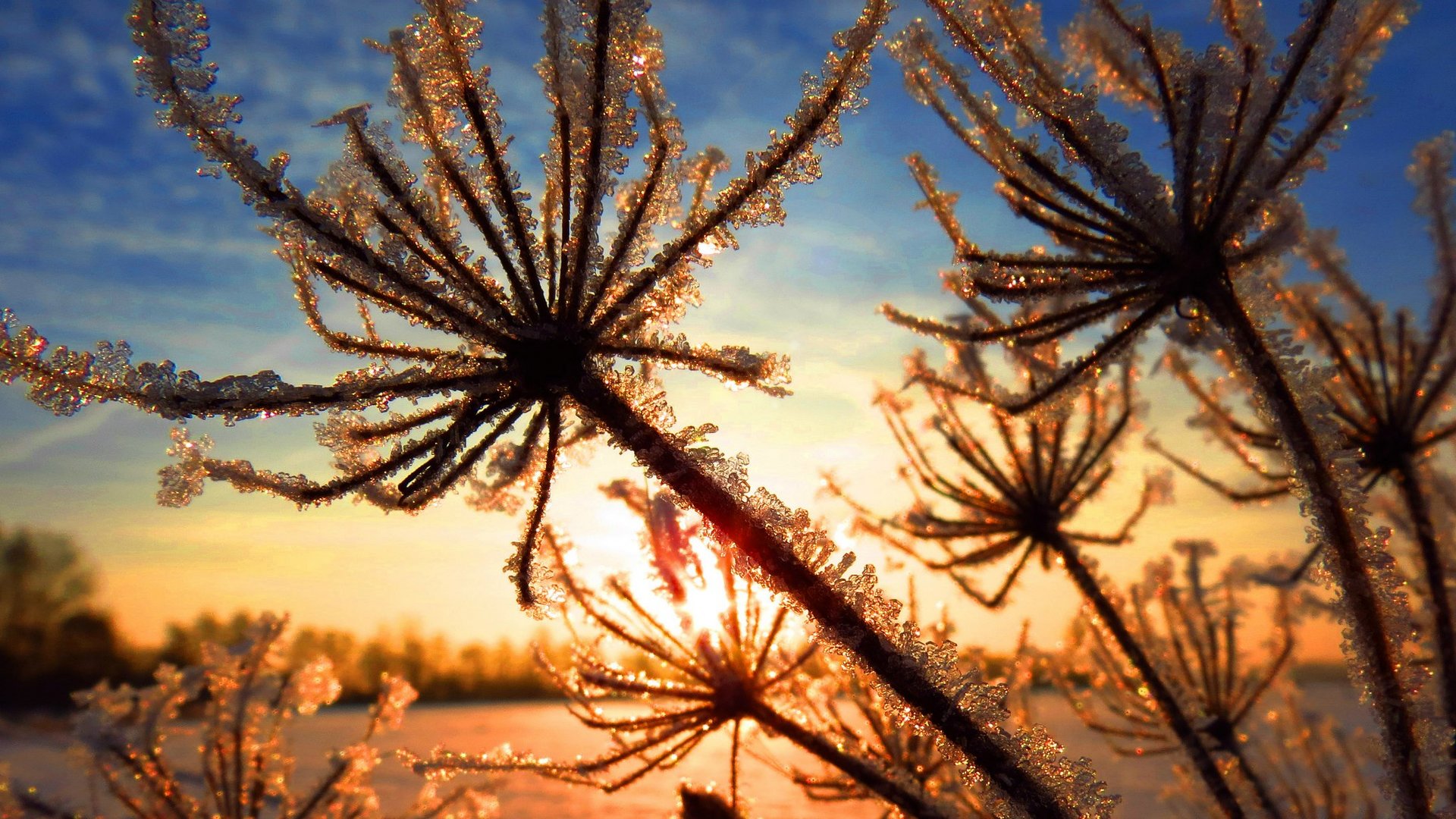 "frosty Spiders"