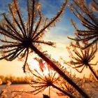 "frosty Spiders"