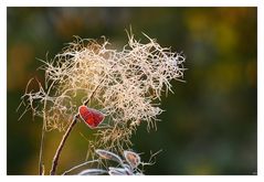 Frosty Sunrise