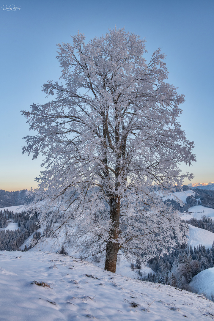 Frosty Tree