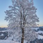 Frosty Tree