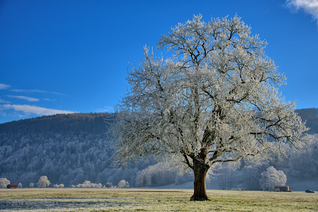 Frosty Tree