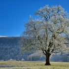 Frosty Tree