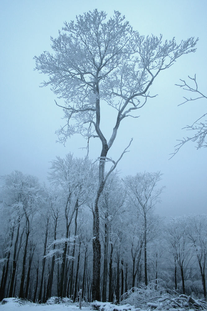 Frosty Tree