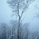 Frosty Tree