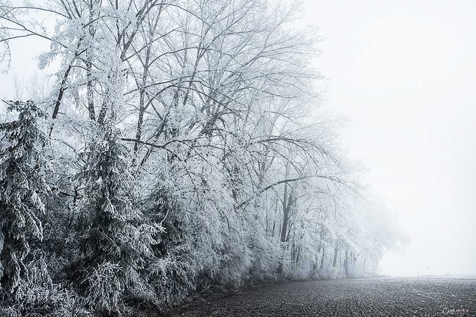 Frosty Tree Row