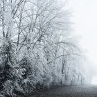 Frosty Tree Row