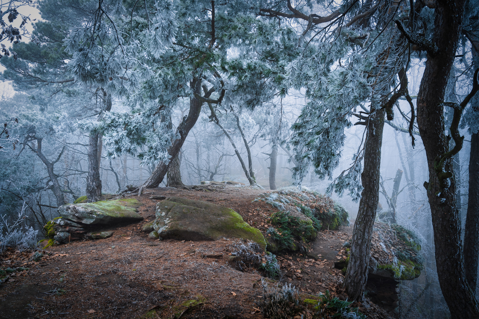 Frosty Tree Wonderland