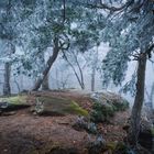 Frosty Tree Wonderland