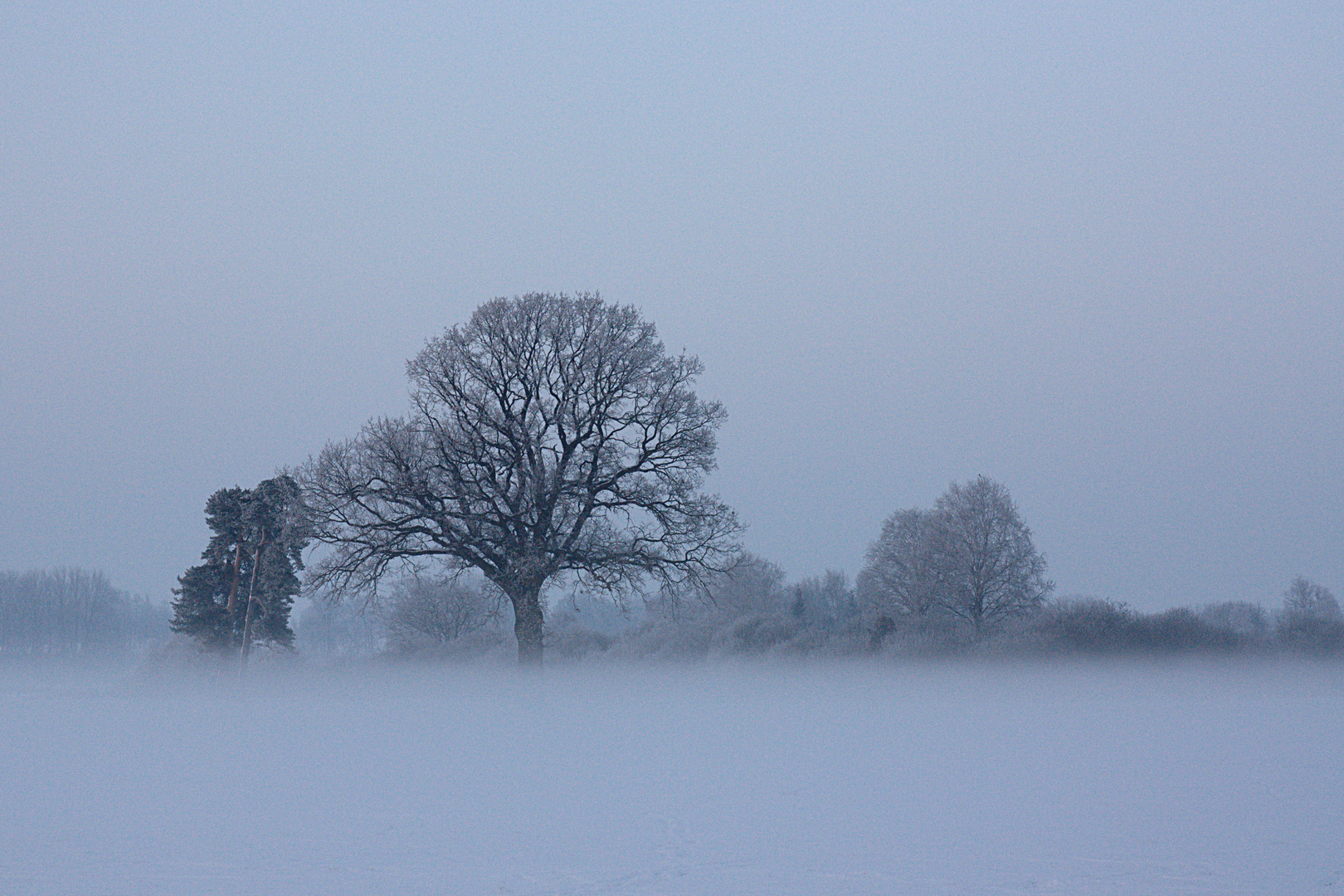 Frosty Tree2