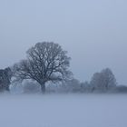 Frosty Tree2