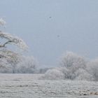 Frosty trees