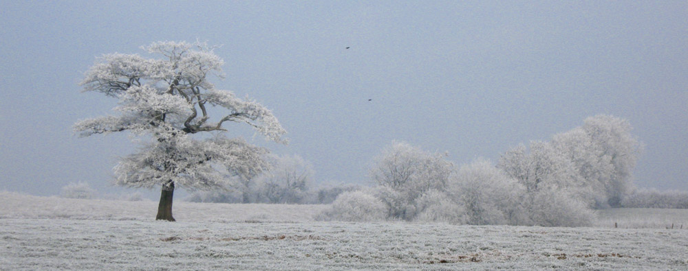 Frosty trees