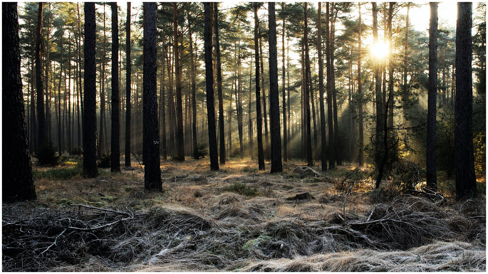 Frosty woods