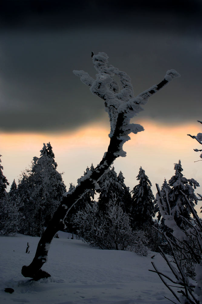 frostyfied forest :)