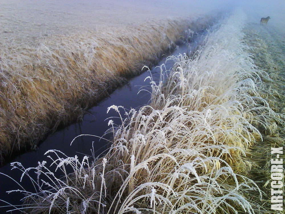 FrostyGrass