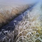 FrostyGrass