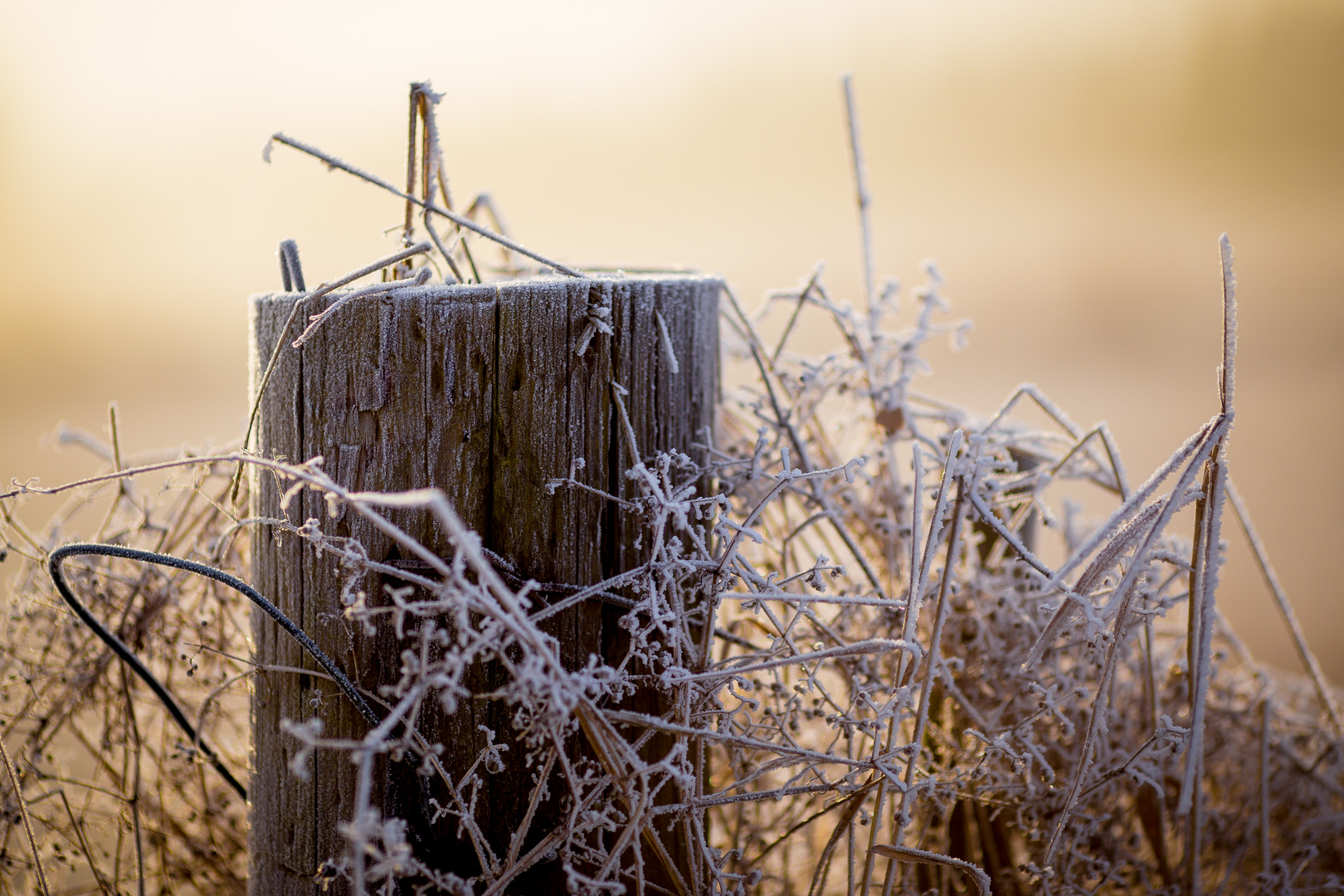 Frosty.morning.