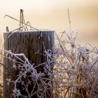 Frosty.morning.