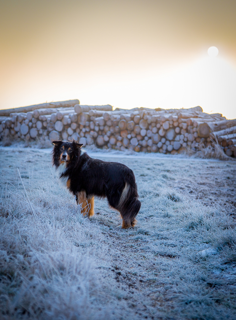 Frosty.sunrise.