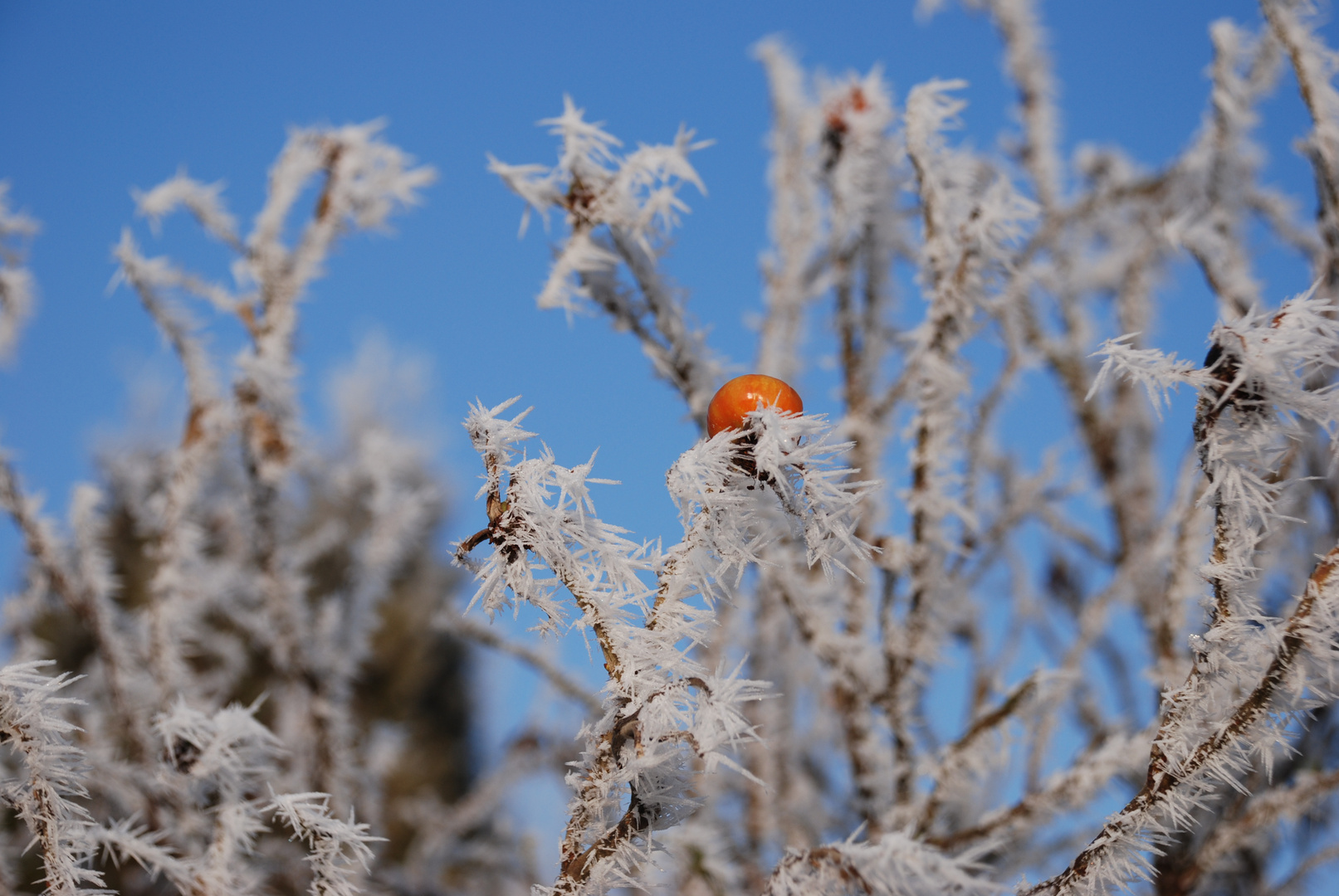 Frostzacken