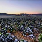 Frostzeit ist Grünkohlzeit