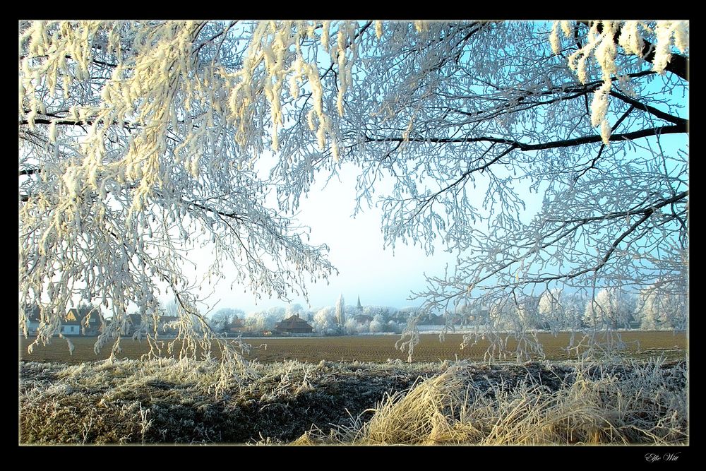 Frostzweige