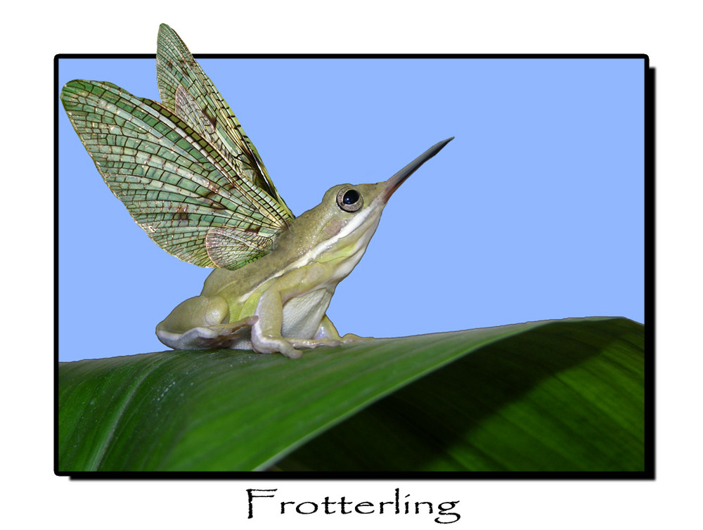 Frotterling