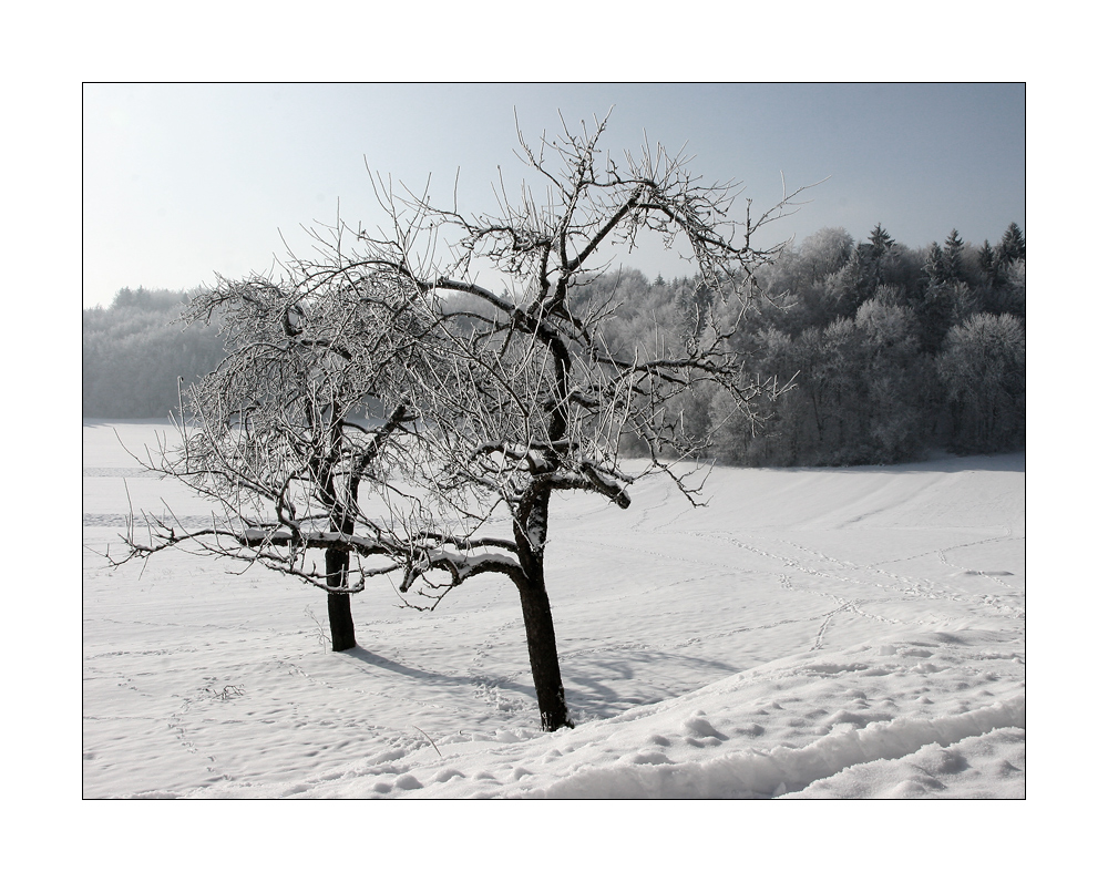 frozen alb