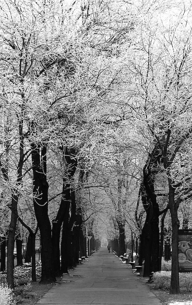 Frozen Alley