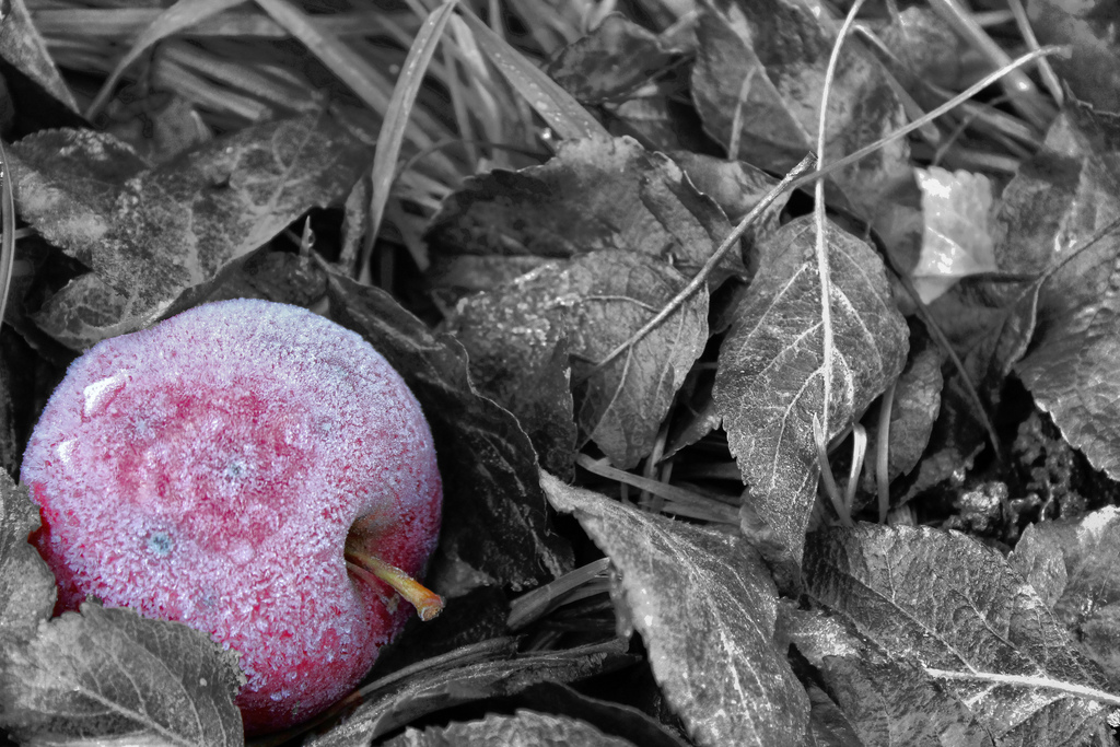 frozen apple...