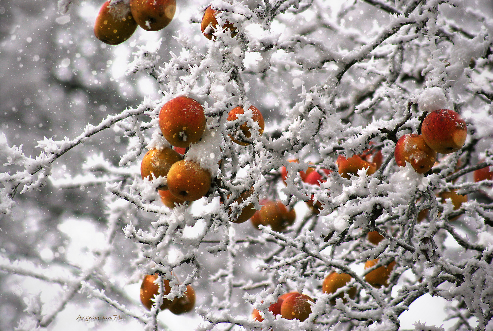 Frozen Apples II