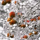 Frozen Apples II