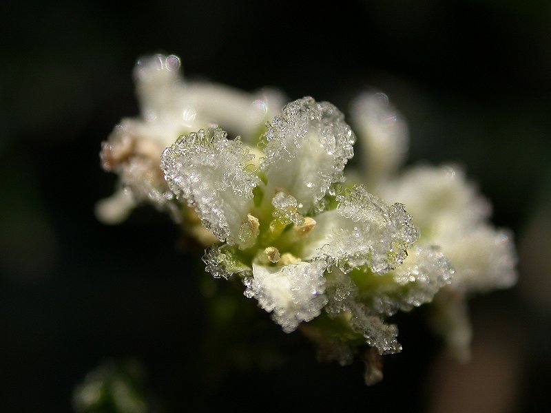 Frozen Arabis