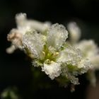 Frozen Arabis