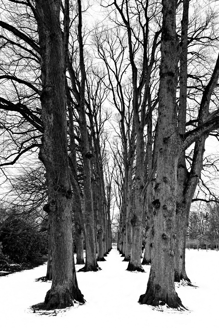 Frozen Avenue III