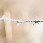 frozen barbed wire