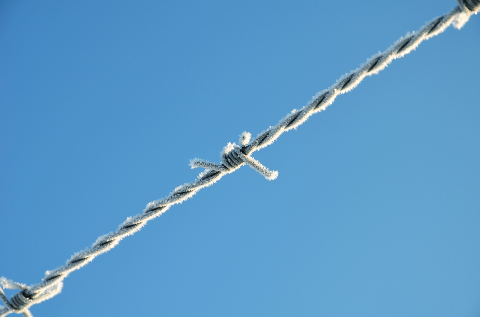 frozen barbwire