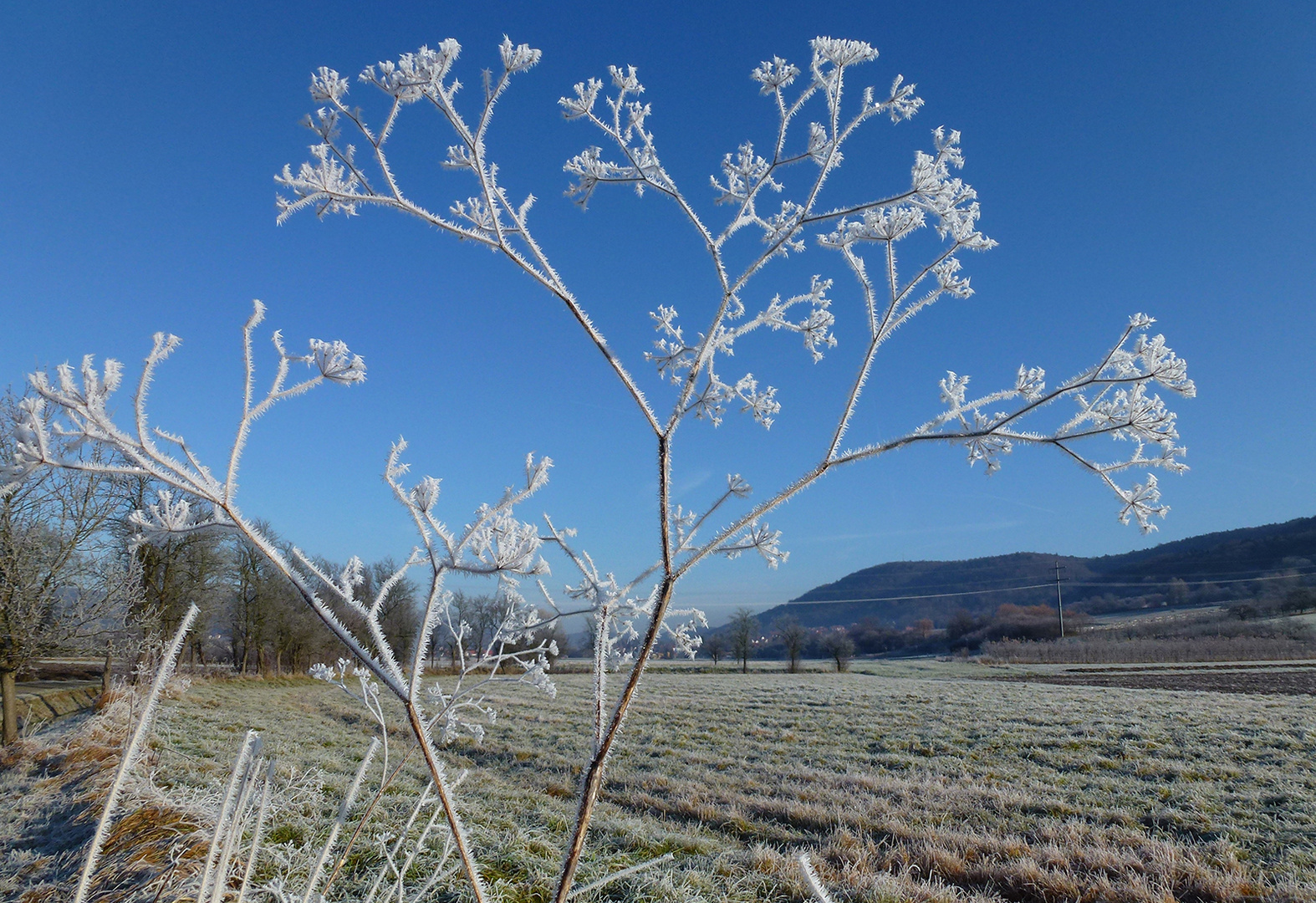 Frozen Beauty