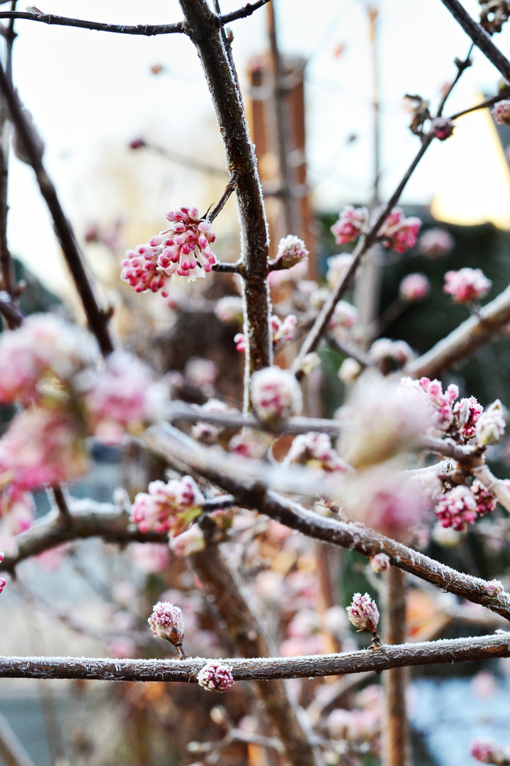 Frozen Beauty 