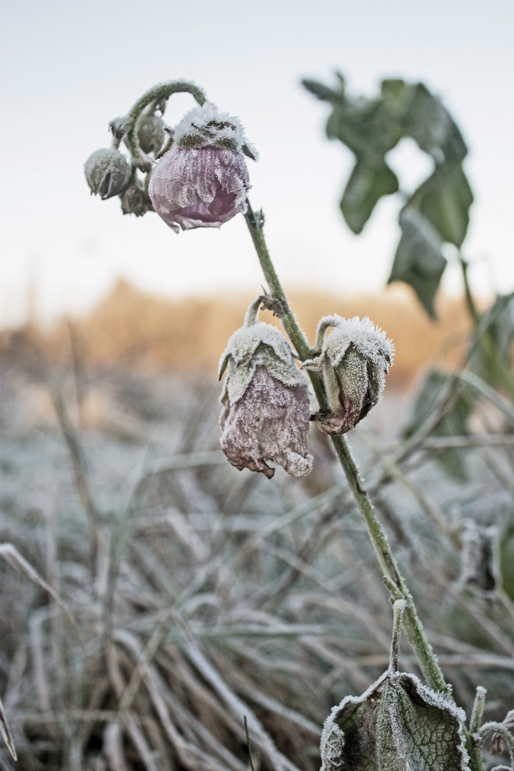 Frozen Beauty