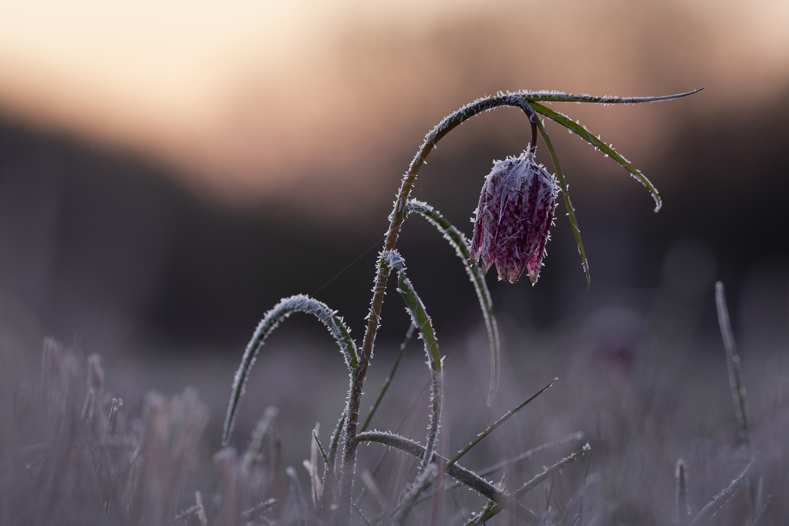 frozen beauty