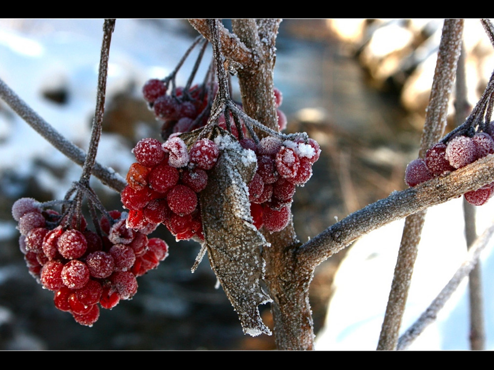 | frozen beeries |