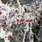 Frozen Berries